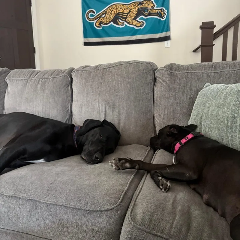 An adult medium-sized female Black Mixed Breed dog named Olympia for adoption in Gainesville, FL