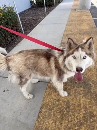 A young large-sized female Husky dog named Subawoo for adoption in Fresno, CA