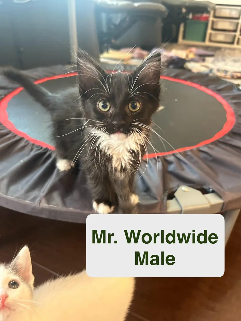 A baby small-sized male Black & White / Tuxedo Domestic Medium Hair cat named Mr Worldwide for adoption in El Centro, CA