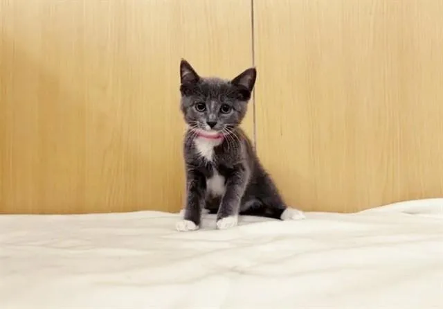 A baby small-sized female Domestic Short Hair cat named Huckleberry for adoption in Saint Louis, MO