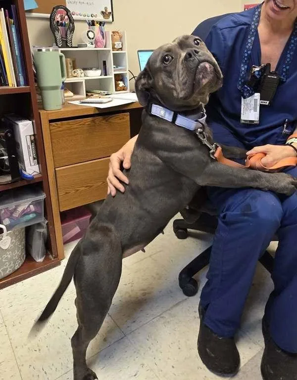 An adult medium-sized female Pit Bull Terrier dog named Lullaby for adoption in Millersville, MD