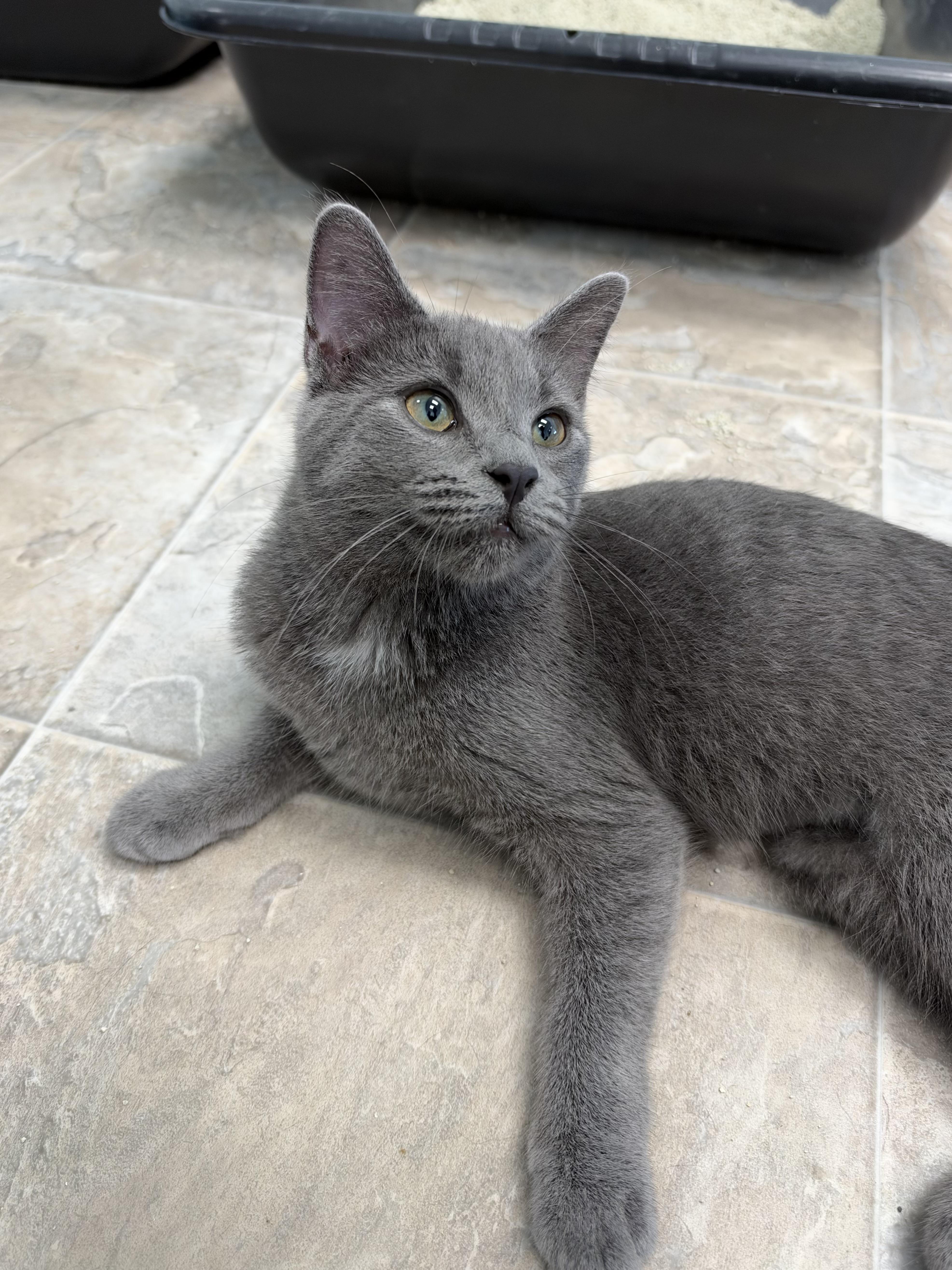 A baby medium-sized female Gray / Blue / Silver Domestic Short Hair cat named Sassparilla for adoption in Grand Rapids, MI