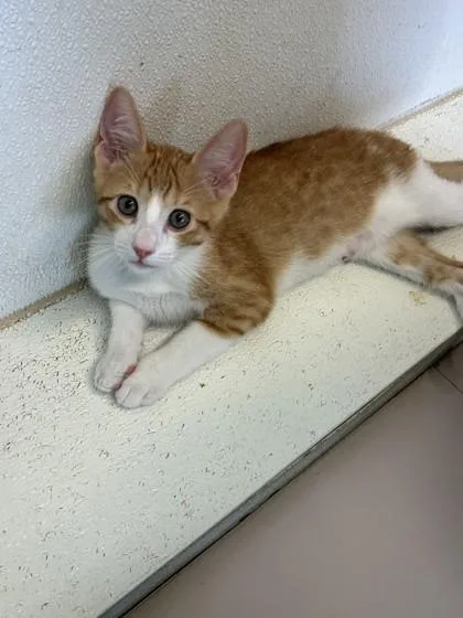 A baby small-sized male Domestic Long Hair cat named Soo for adoption in Honolulu, HI