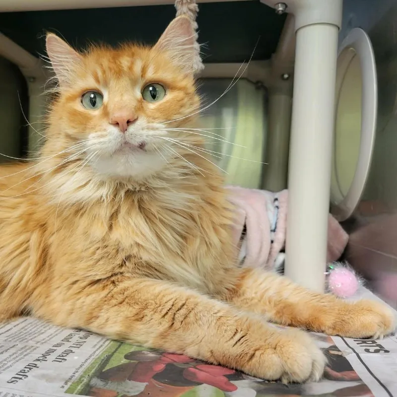 An adult large-sized male Orange / Red Domestic Long Hair cat named Bramble for adoption in Columbia, MO