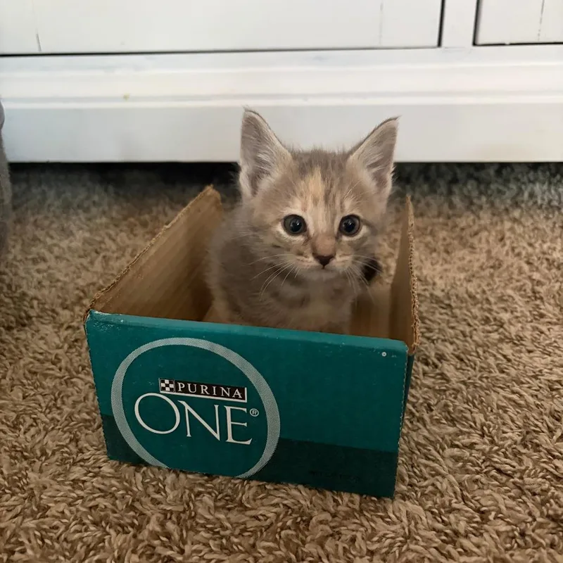 A baby small-sized female Gray / Blue / Silver Domestic Short Hair cat named Hickory for adoption in Austin, TX