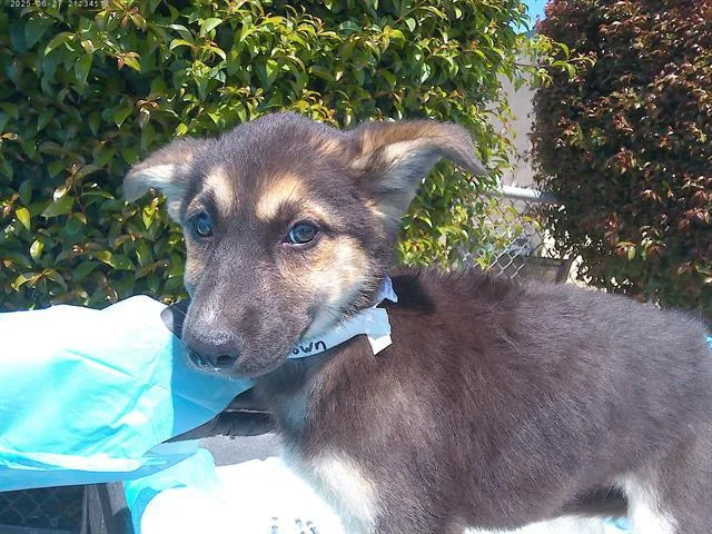 A baby small-sized female Siberian Husky dog named Fauna for adoption in Chula Vista, CA