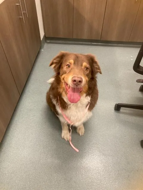 An adult large-sized male Australian Shepherd dog named Sheldon for adoption in Baytown, TX
