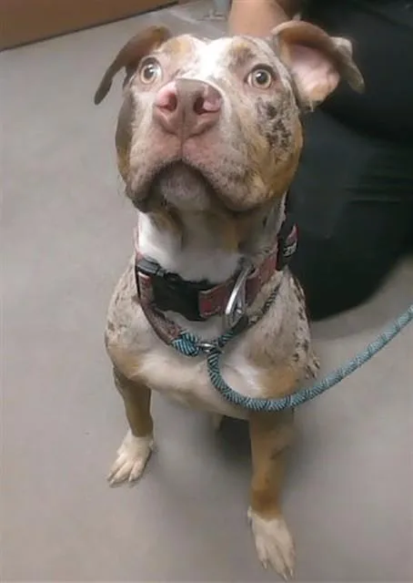 A young large-sized female Pit Bull Terrier dog named Rocky Road for adoption in Phoenix, AZ