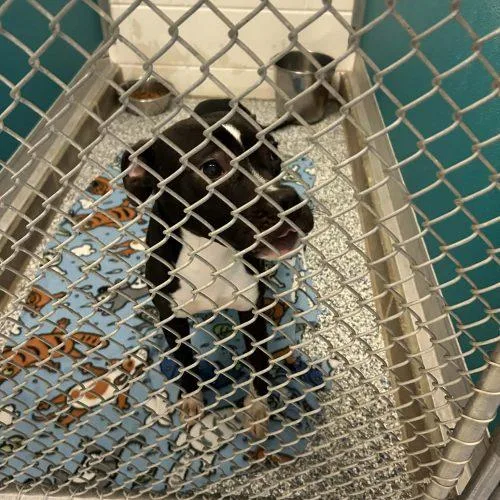 A young medium-sized female Bicolor Pit Bull Terrier dog named Piper for adoption in Burlington, IA