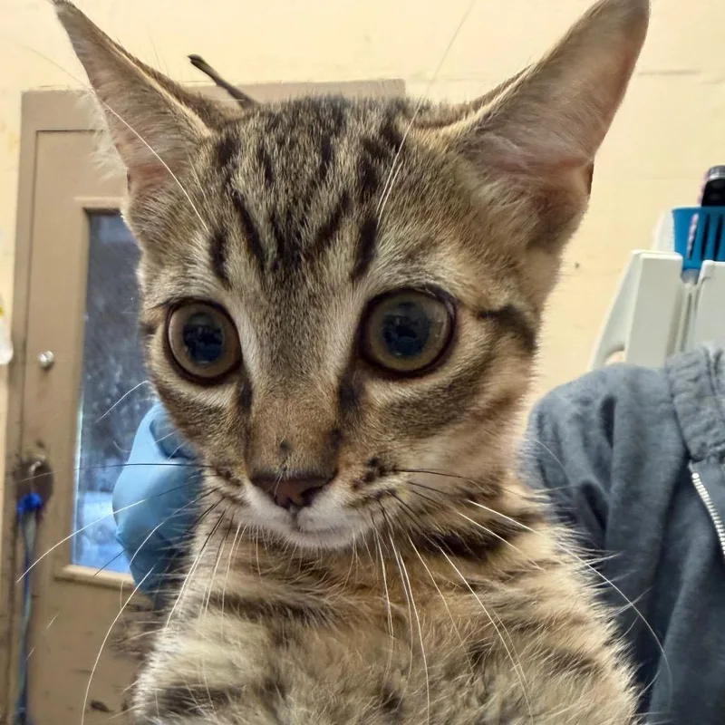 A baby small-sized male Brown / Chocolate Domestic Short Hair cat named Grigsby for adoption in Birmingham, AL