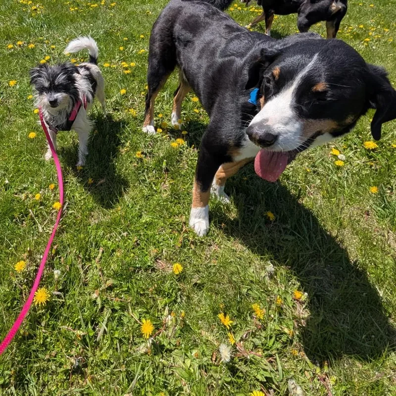An adult small-sized female Chihuahua dog named Nora for adoption in Crystal, MN