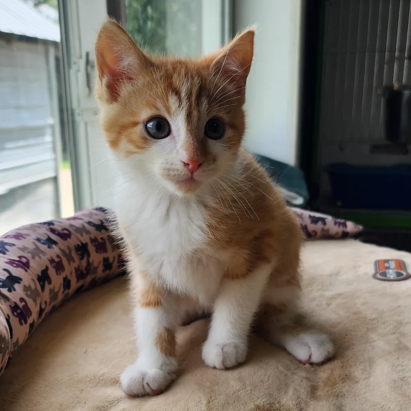 A baby medium-sized female Orange & White Domestic Short Hair cat named Clara for adoption in Ely, MN