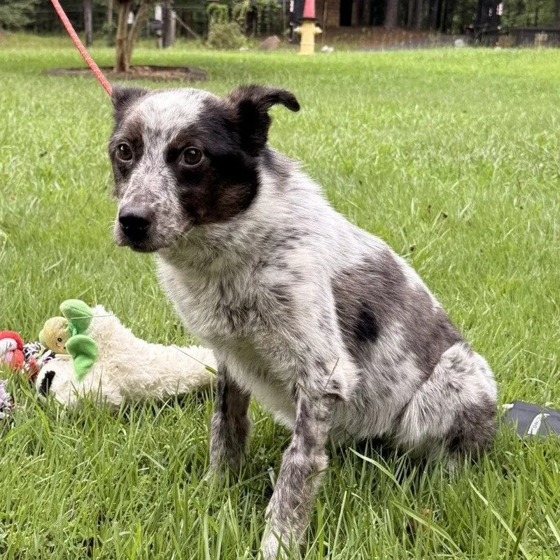 A young medium-sized female Australian Cattle Dog / Blue Heeler dog named Pepper for adoption in Locust Fork, AL