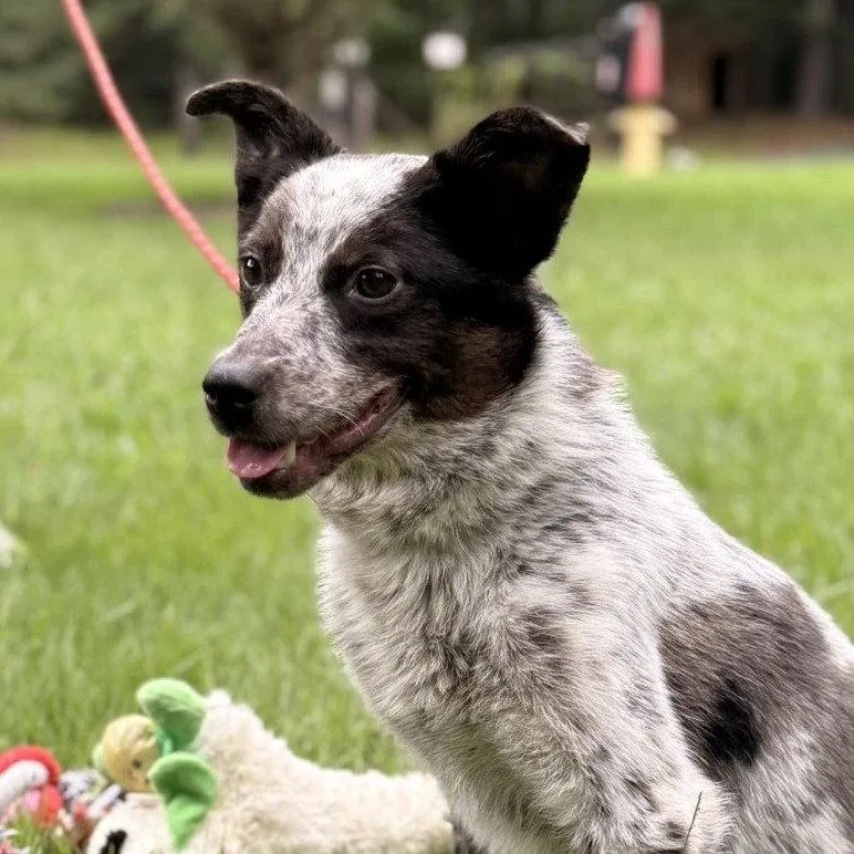 Pepper thumbnail 2