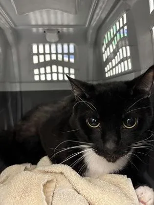 An adult small-sized male Domestic Short Hair cat named Phoenix for adoption in Seattle, WA