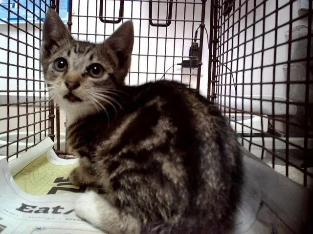 A baby small-sized male Domestic Short Hair cat named Kip for adoption in Martinez, CA