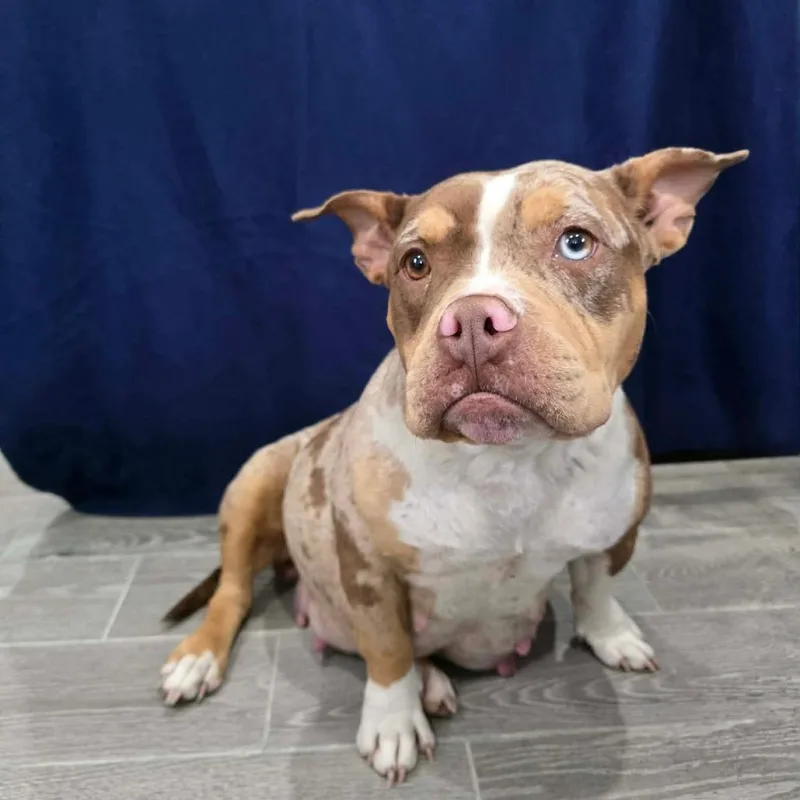 An adult medium-sized female Brown / Chocolate Pit Bull Terrier dog named Colander for adoption in Jackson, MO