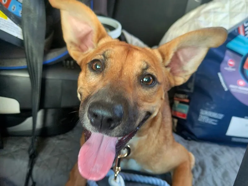 A baby medium-sized female Mixed Breed dog named Colby for adoption in tampa, FL