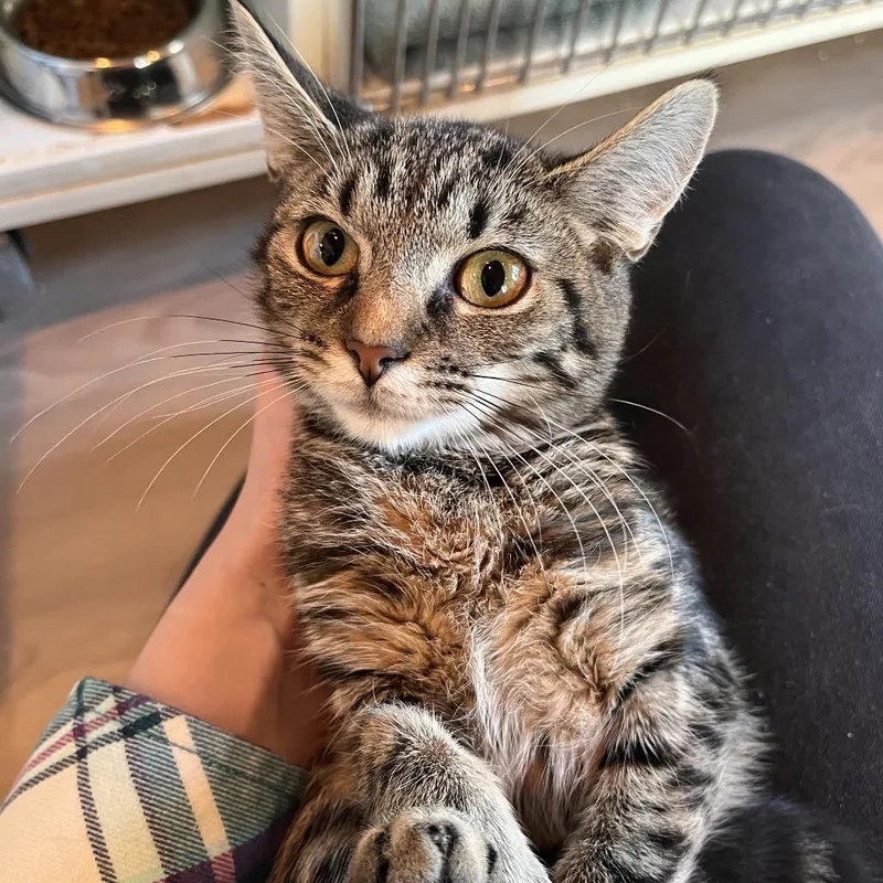 A baby small-sized female Brown / Chocolate Domestic Short Hair cat named Dove for adoption in Salisbury, MA