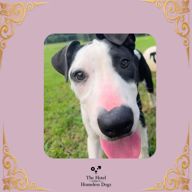 A young medium-sized female Black Catahoula Leopard Dog dog named Malibu for adoption in Cumberland, RI