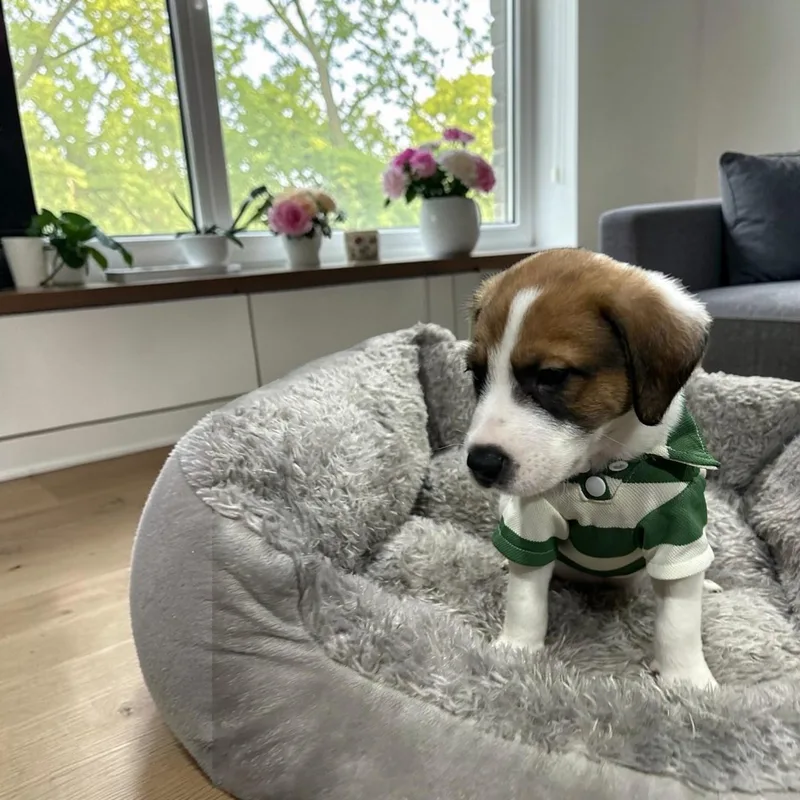 Toblerone thumbnail 2