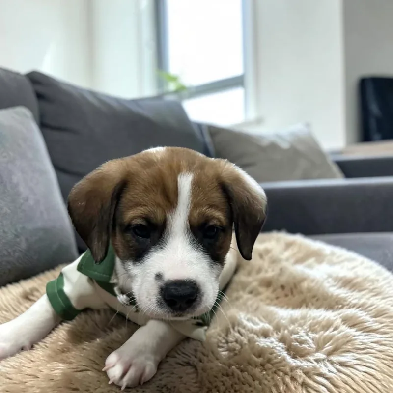 Toblerone thumbnail 3