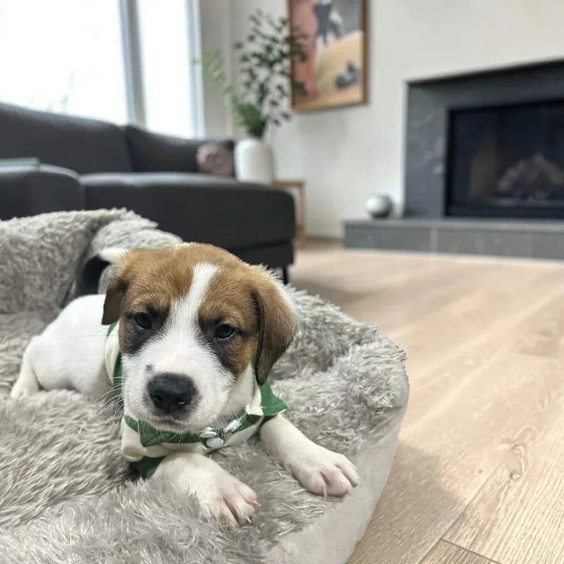 Toblerone thumbnail 6