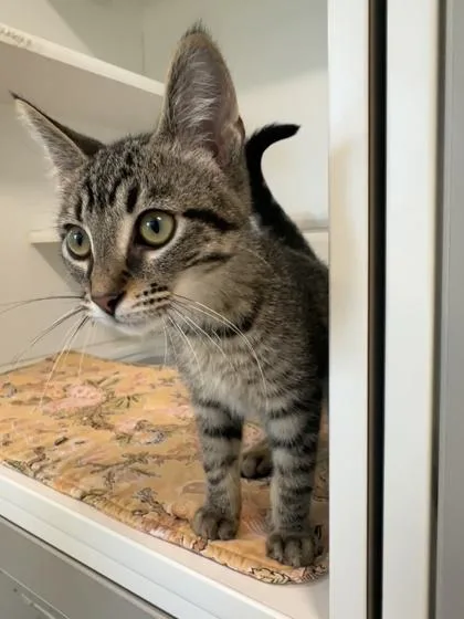 Ernie thumbnail 2