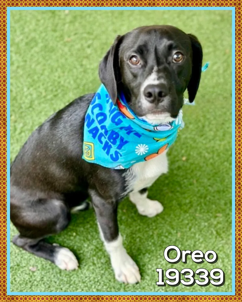 Oreo