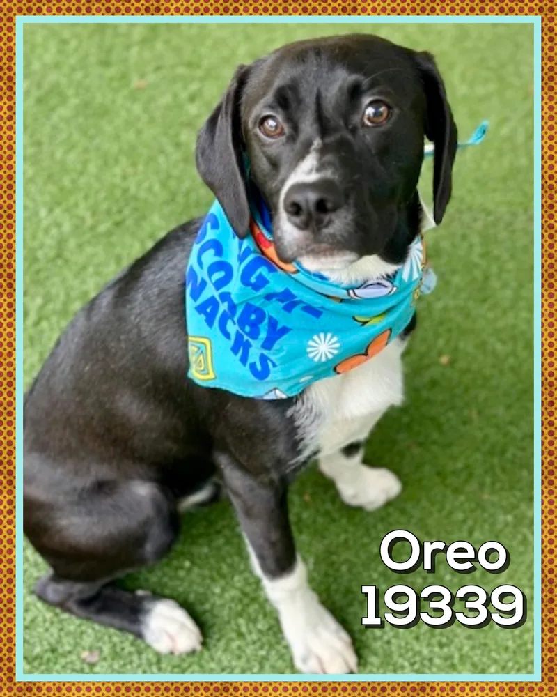 Oreo thumbnail 3