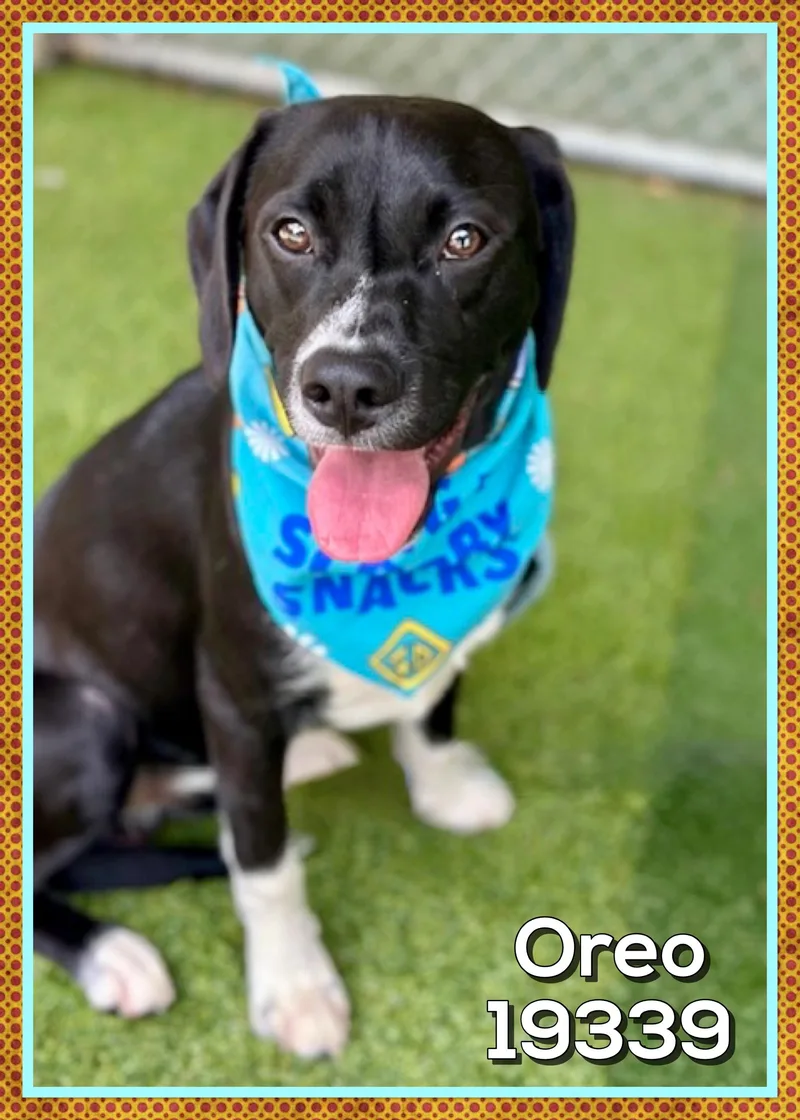 Oreo thumbnail 4