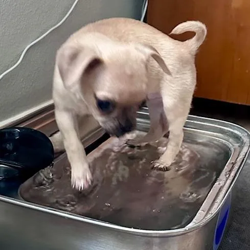 A baby small-sized female Yellow / Tan / Blond / Fawn Mixed Breed dog named Rachel for adoption in Houston, TX