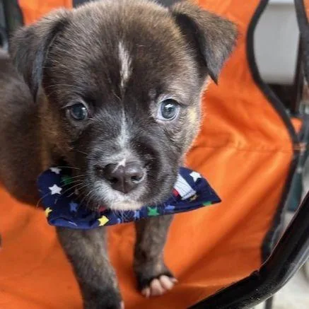 A baby medium-sized male Mixed Breed dog named Stratus for adoption in Austin, TX