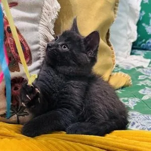 A baby small-sized female Gray / Blue / Silver Russian Blue cat named Magnolia for adoption in Liverpool, TX