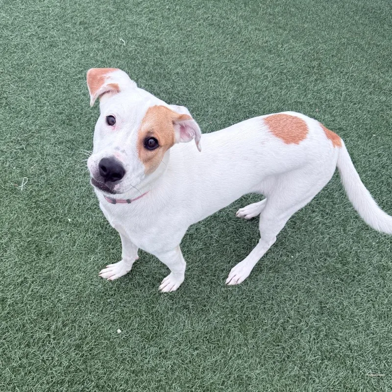 A young medium-sized female Labrador Retriever dog named Maple for adoption in Jacksonville, NC