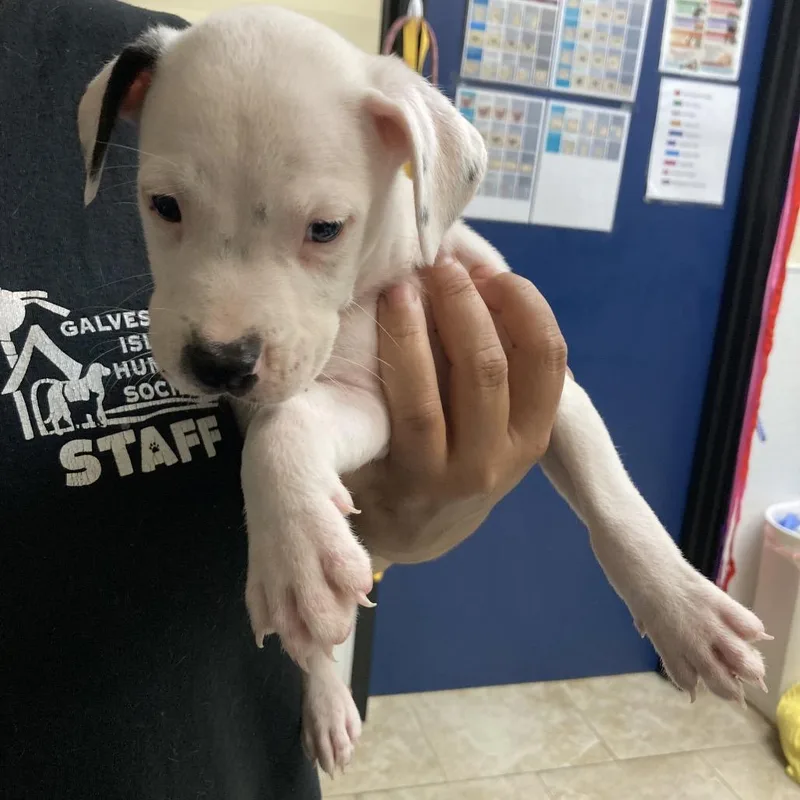 A baby small-sized male White / Cream Pit Bull Terrier dog named Rook for adoption in Galveston, TX
