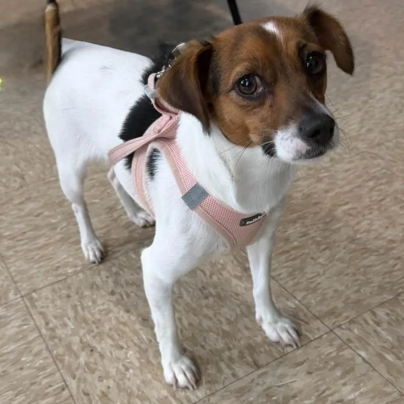 A young small-sized female Tricolor (Brown, Black, & White) Jack Russell Terrier dog named Pom Pom for adoption in Ozone Park, NY
