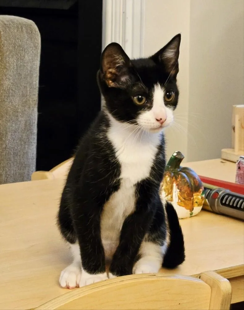 A baby small-sized male Domestic Short Hair cat named Milo CT for adoption in Greenville, SC