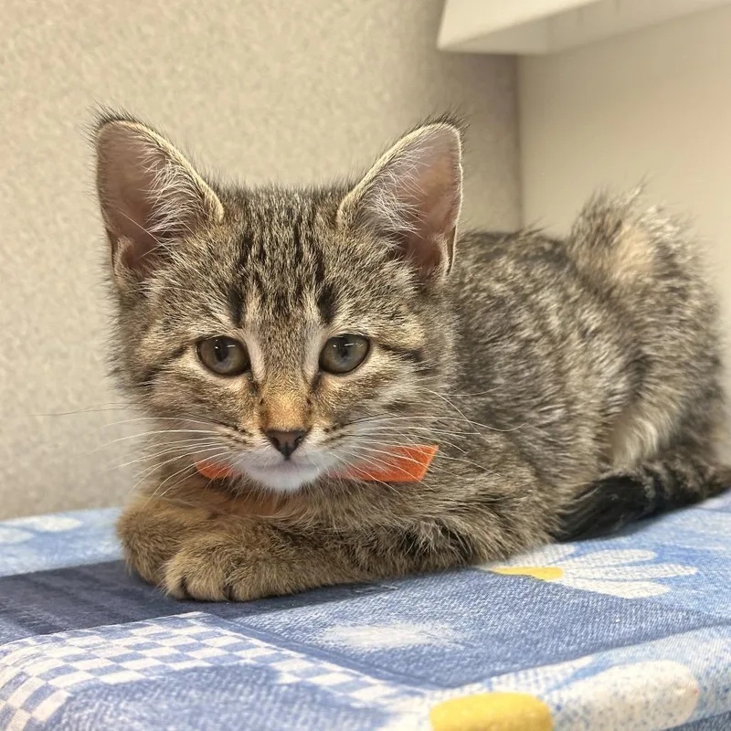 A baby small-sized female Brown / Chocolate Domestic Short Hair cat named Koko for adoption in Hailey, ID