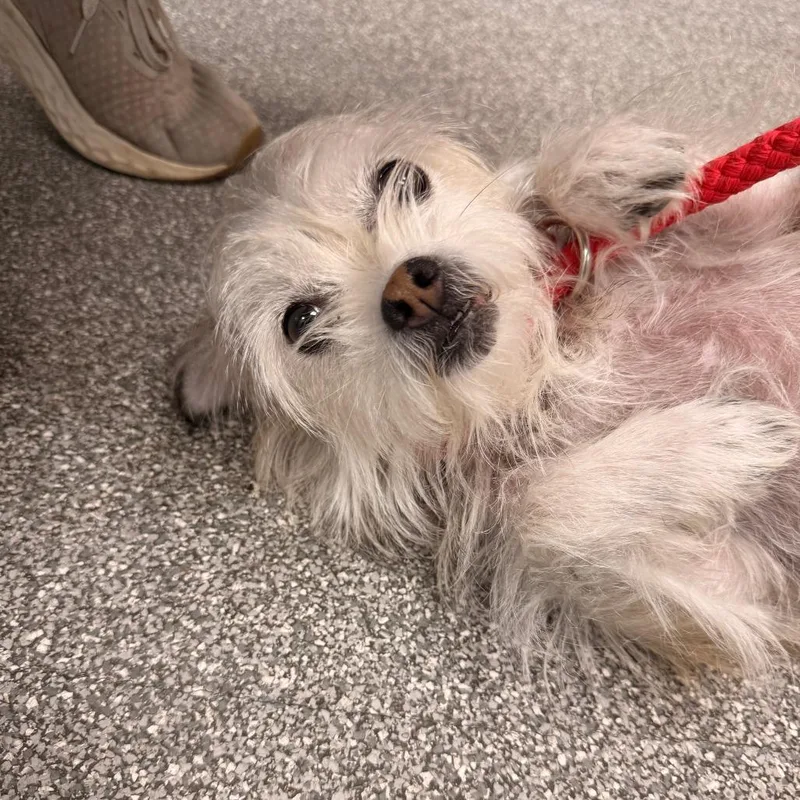 An adult small-sized female Terrier dog named Lil Bit for adoption in Durango, CO