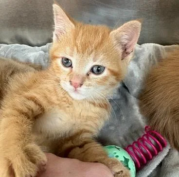 A young small-sized female Orange & White Domestic Short Hair cat named Demetra for adoption in Little Falls, MN