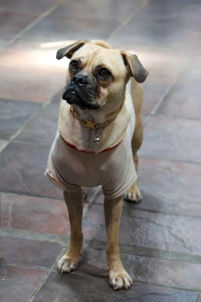 An adult small-sized male Pug dog named Tatter for adoption in Tucson, AZ