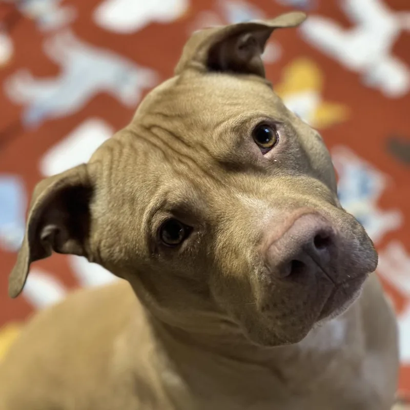 An adult large-sized male Yellow / Tan / Blond / Fawn Pit Bull Terrier dog named Stone for adoption in Weimar, CA