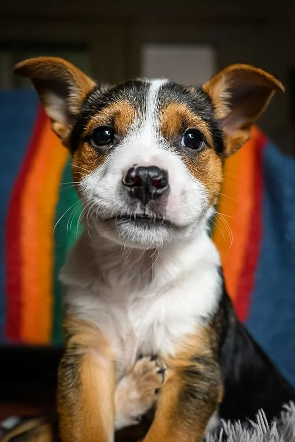 A baby small-sized male Australian Cattle Dog / Blue Heeler dog named Moose for adoption in Novato, CA