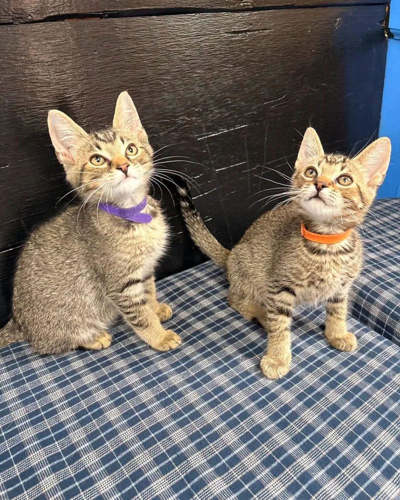 A baby medium-sized male Tabby (Brown / Chocolate) Domestic Short Hair cat named Crash Bandicoot for adoption in White Oak, PA