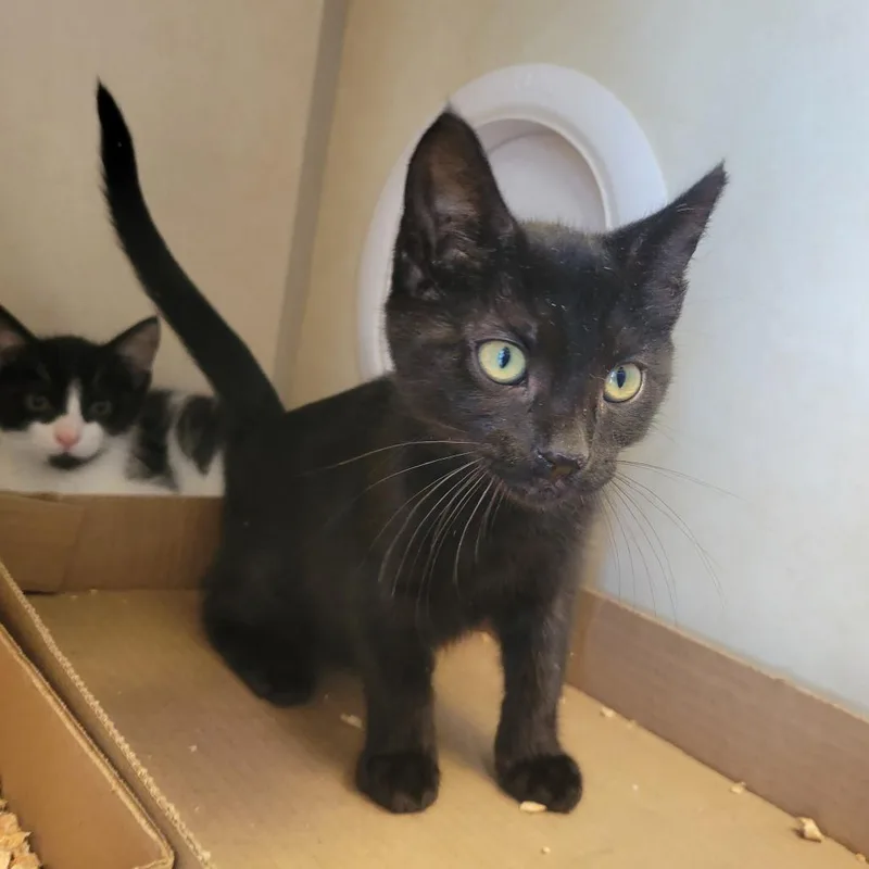 A baby small-sized female Black Domestic Short Hair cat named Kona for adoption in Westminster, CA