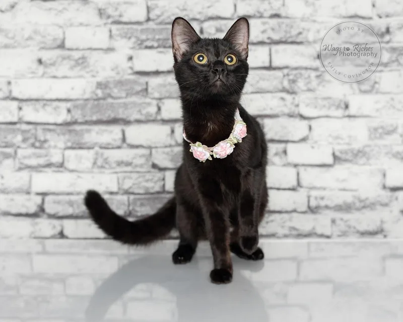 A baby medium-sized female Black Bombay cat named Onyx for adoption in Tuscaloosa, AL