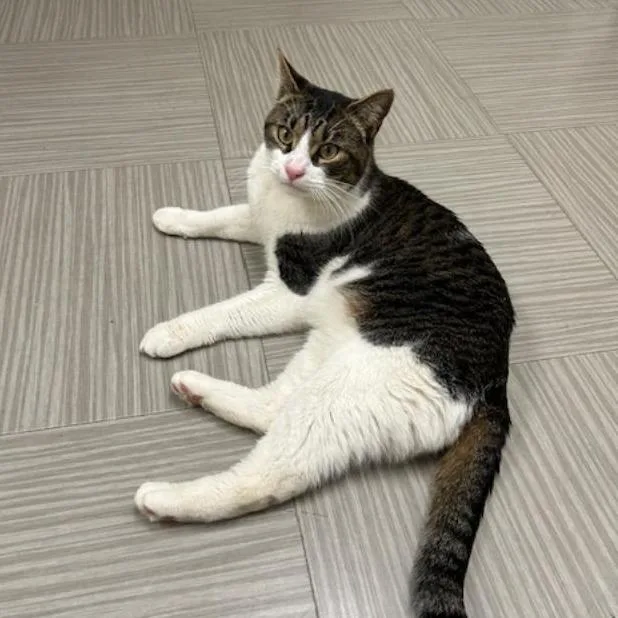 An adult large-sized male White Domestic Short Hair cat named Pedro for adoption in Wakefield, MA