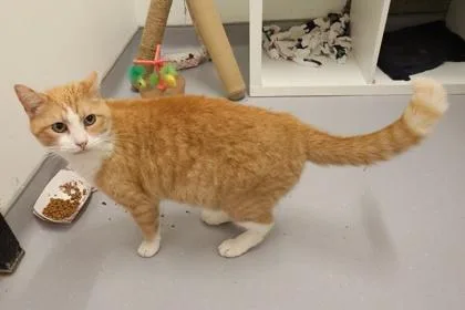 An adult medium-sized male Domestic Short Hair cat named Augustus for adoption in West Chester, PA