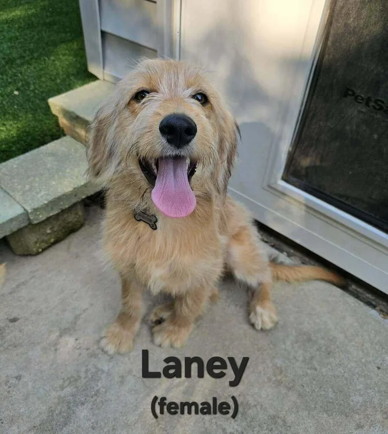 Laney
